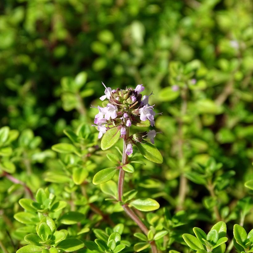 Zitronen-Thymian Bertram Anderson - Thymus x citriodorus (Flowering)