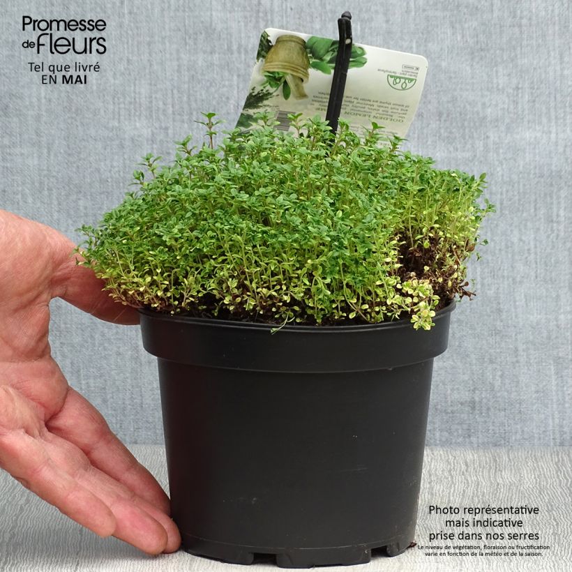 Exemplar von Zitronen-Thymian Bertram Anderson - Thymus x citriodorus Topf mit 1,5L/2L wie im Frühjahr geliefert