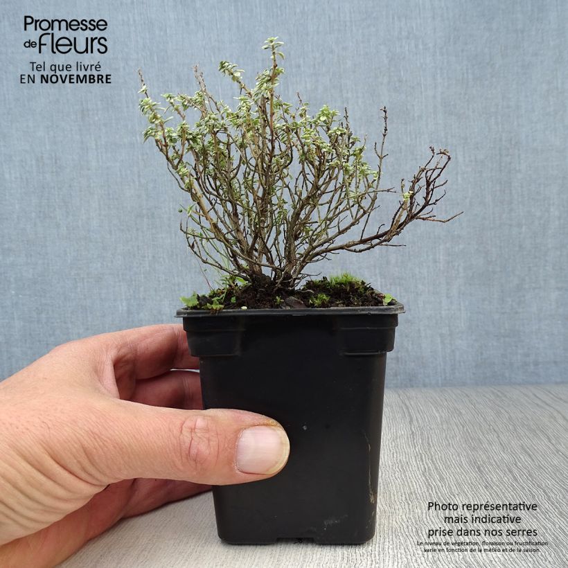 Example of Zitronen-Thymian Silver Edge - Thymus x citriodorus Kleine Töpfe von 7/8 cm as you get in automne