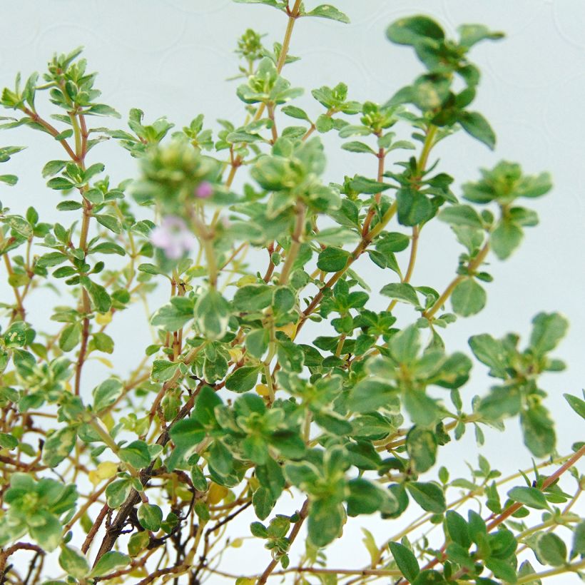 Zitronen-Thymian Silver Edge - Thymus x citriodorus (Foliage)