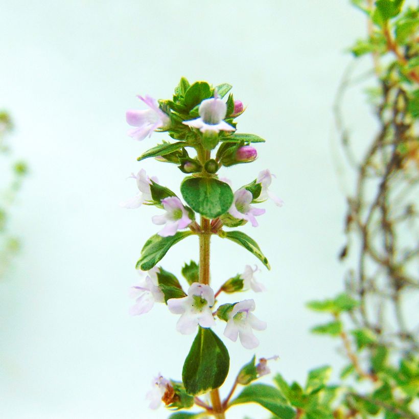 Zitronen-Thymian Silver Edge - Thymus x citriodorus (Flowering)
