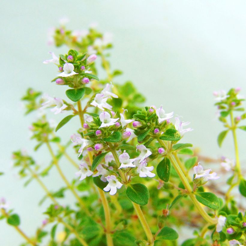 Zitronen-Thymian - Thymus x citriodorus (Flowering)