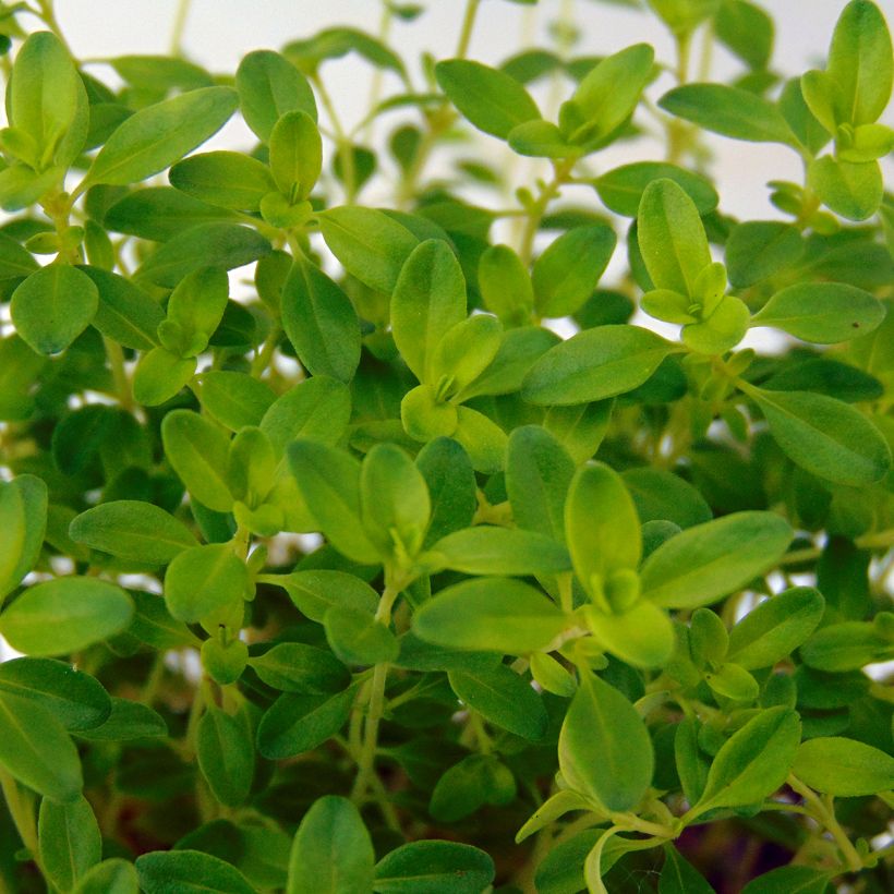 Zitronen-Thymian Aureus - Thymus x citriodorus (Foliage)