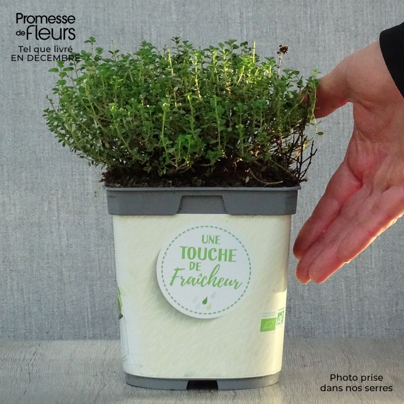 Exemplar von Zitronen-Thymian Bio - Thymus x citriodorus Topf mit 2L/3L wie im Winter geliefert