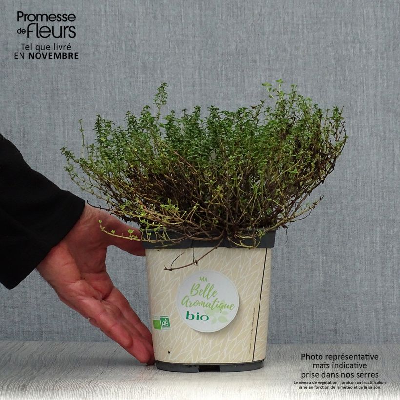 Example of Zitronen-Thymian Bio - Thymus x citriodorus Topf mit 2L/3L as you get in automne