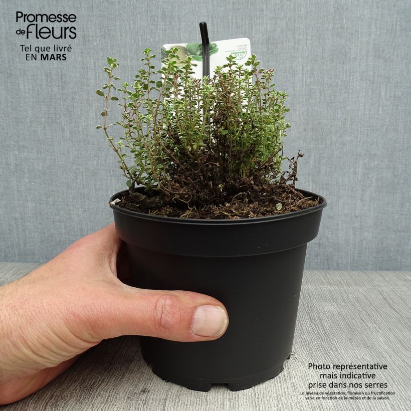 Exemplar von Zitronen-Thymian Silver Queen - Thymus x citriodorus Topf mit 1,5L/2L wie im Frühjahr geliefert