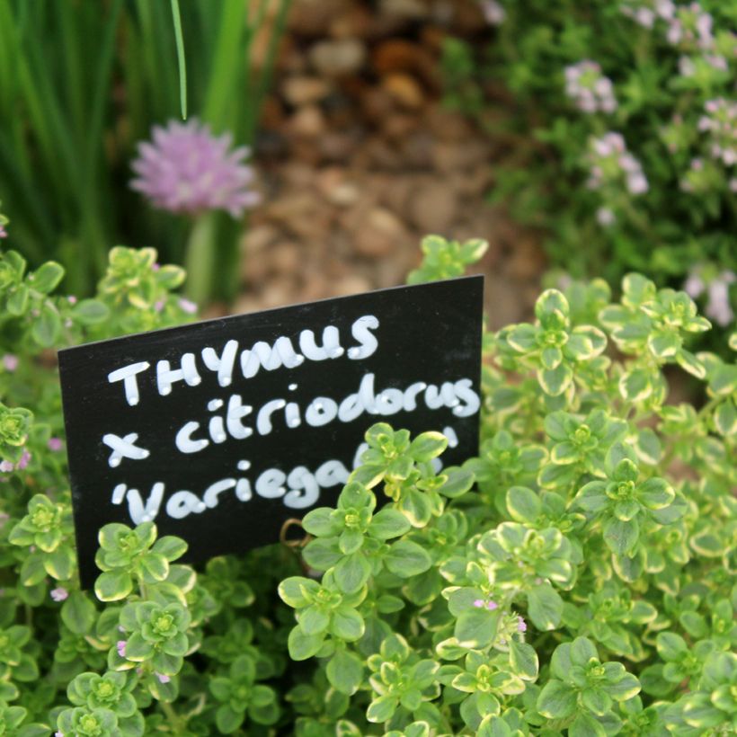 Zitronen-Thymian variegated - Thymus x citriodorus (Foliage)