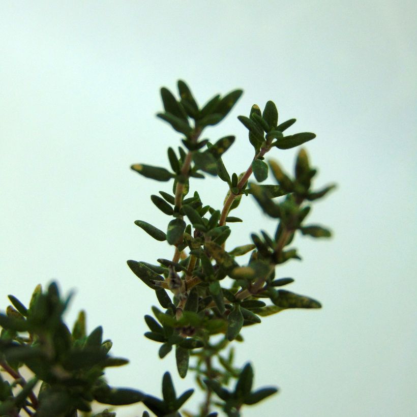 Echter Thymian (Foliage)