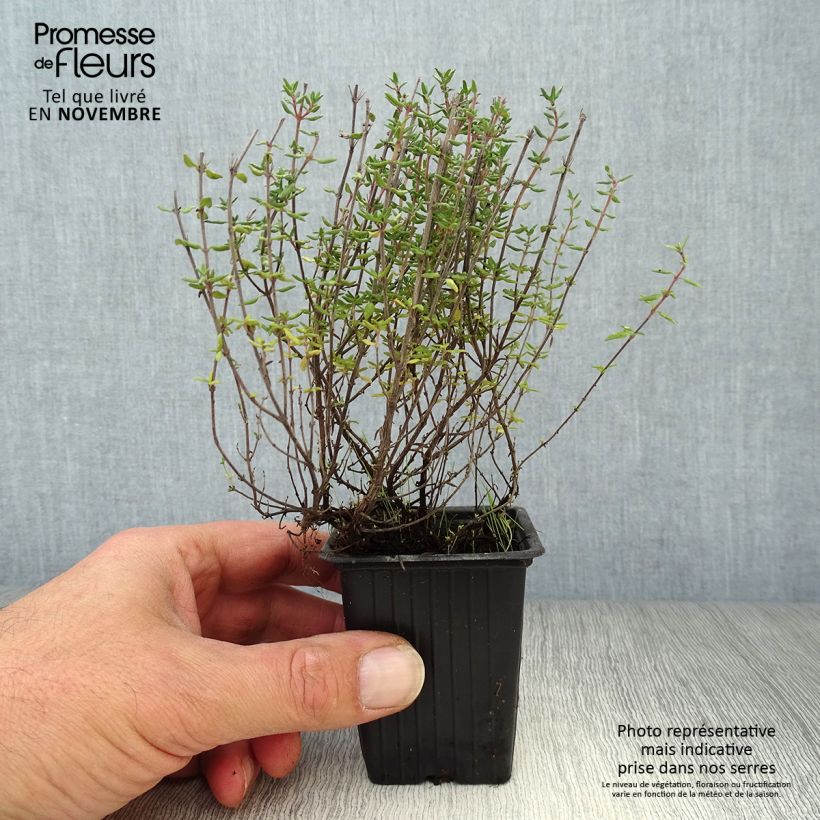 Example of Echter Thymian Kleine Töpfe von 7/8 cm as you get in automne