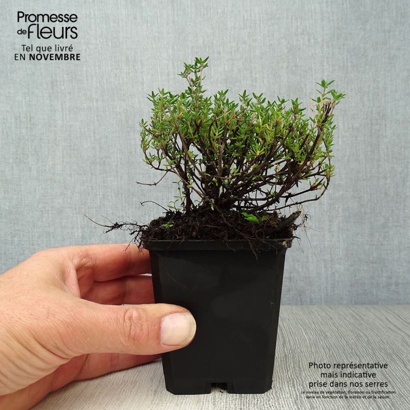 Example of Echter Thymian Compactus - Thymus vulgaris Kleine Töpfe von 8/9 cm as you get in automne