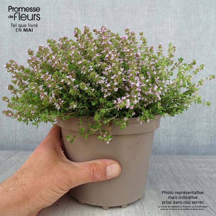 Exemplar von Echter Thymian Compactus - Thymus vulgaris Topf mit 2L/3L wie im Frühjahr geliefert