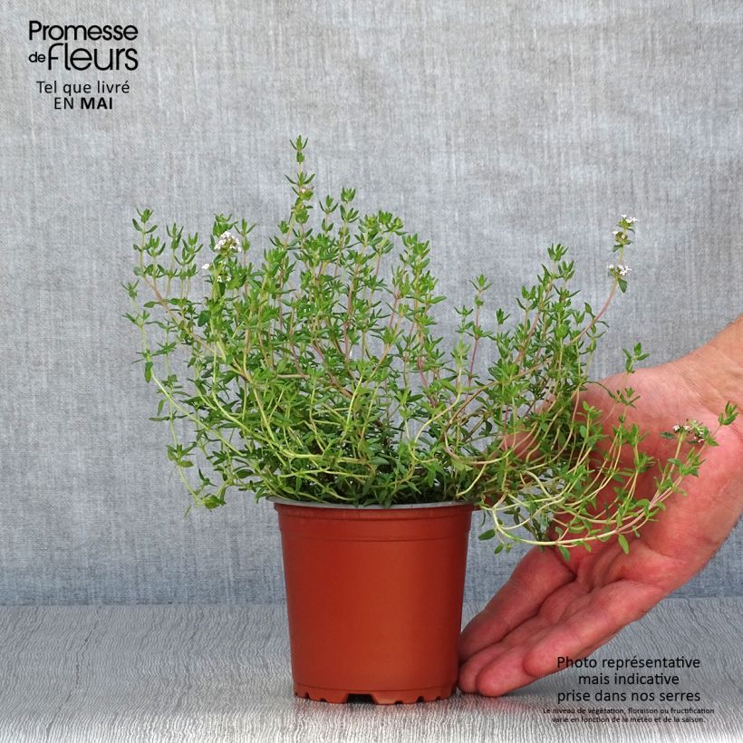 Example of Thymian - Thymus x faustinoi Kleine Töpfe von 8/9 cm as you get in printemps
