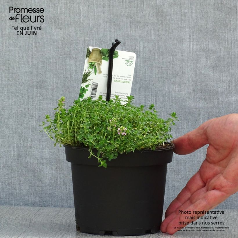 Example of Zitronen-Thymian Doone Valley - Thymus x citriodorus Topf mit 1L/1,5L as you get in ete