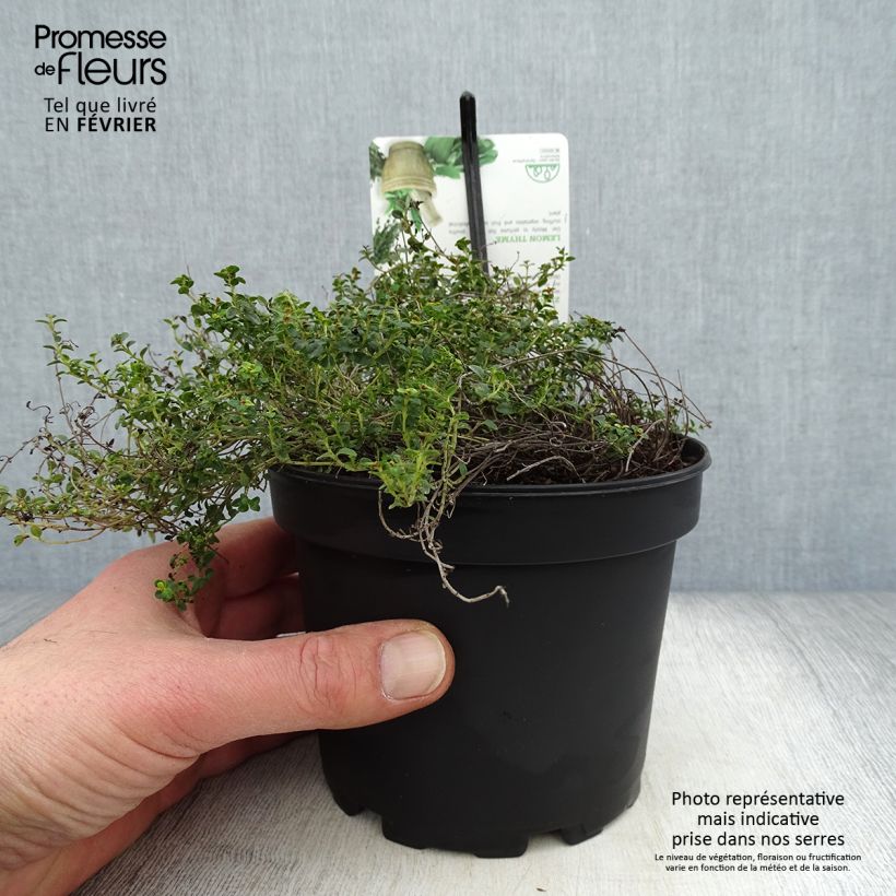 Exemplar von Zitronen-Thymian Doone Valley - Thymus x citriodorus Topf mit 1L/1,5L wie im Winter geliefert