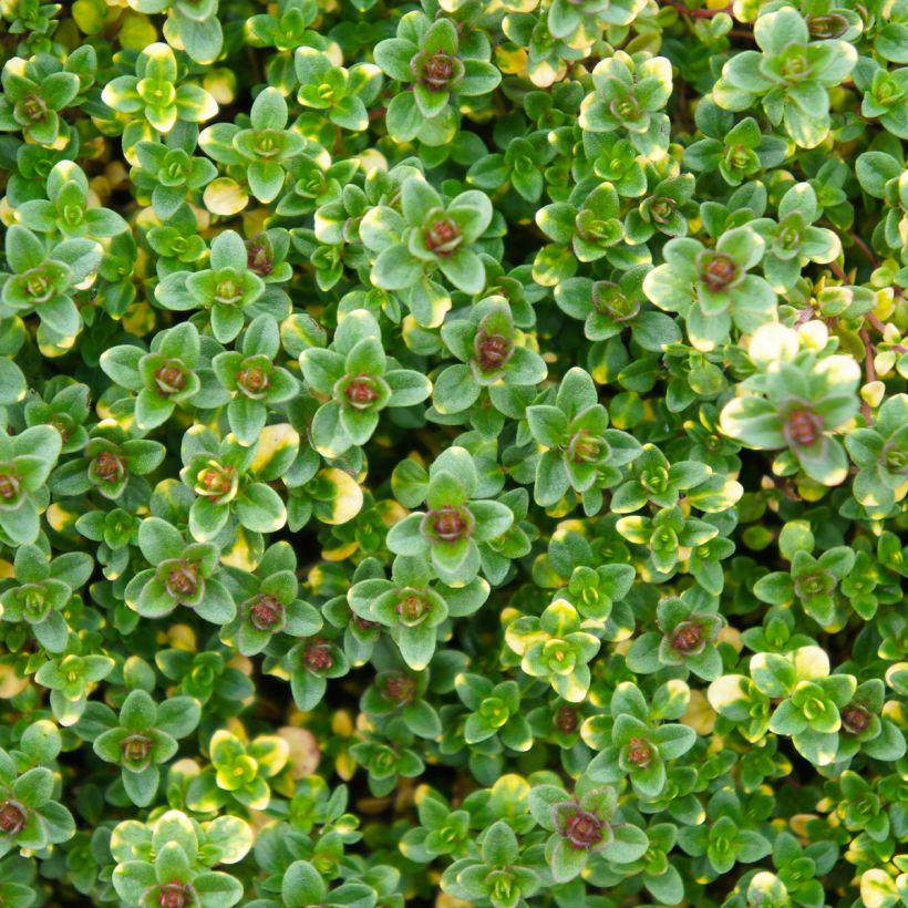 Zitronen-Thymian Doone Valley - Thymus x citriodorus (Foliage)
