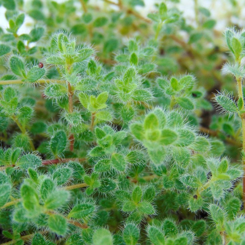 Wolliger Thymian - Thymus pseudolanuginosus (Foliage)