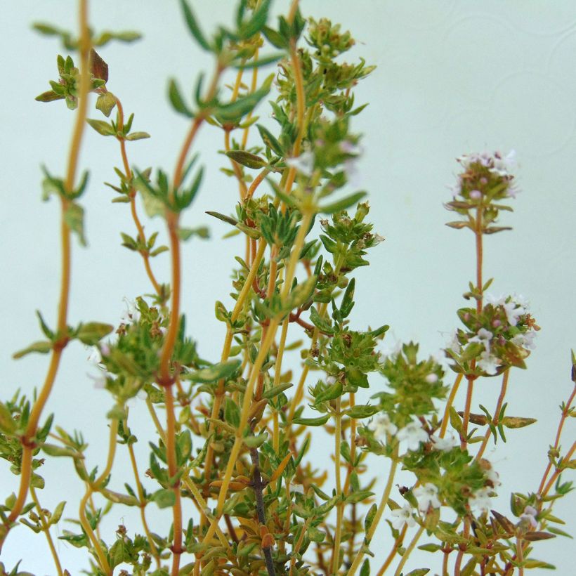 Echter Thymian Bio - Thymus officinalis (Foliage)