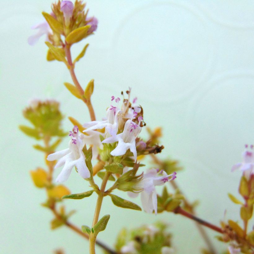 Echter Thymian Bio - Thymus officinalis (Flowering)