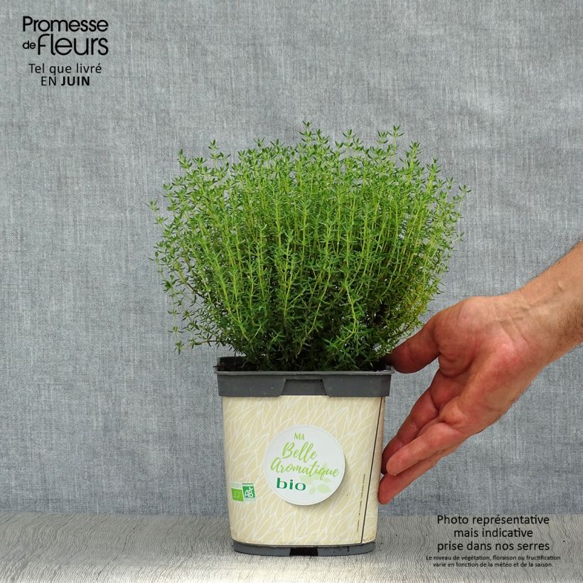 Exemplar von Echter Thymian Bio (Pflanzen) - Thymus officinalis Topf mit 1L/1,5L wie im Sommer geliefert