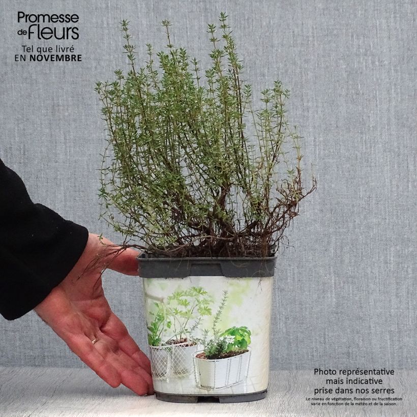 Example of Echter Thymian Bio (Pflanzen) - Thymus officinalis Topf mit 1L/1,5L as you get in automne