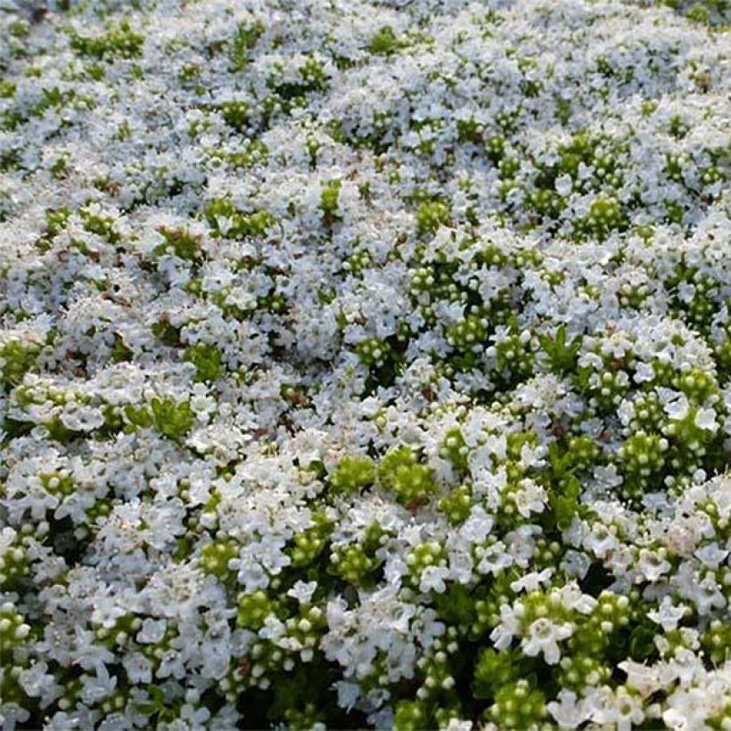 Frühblühender Thymian Albiflorus - Thymus praecox (Flowering)