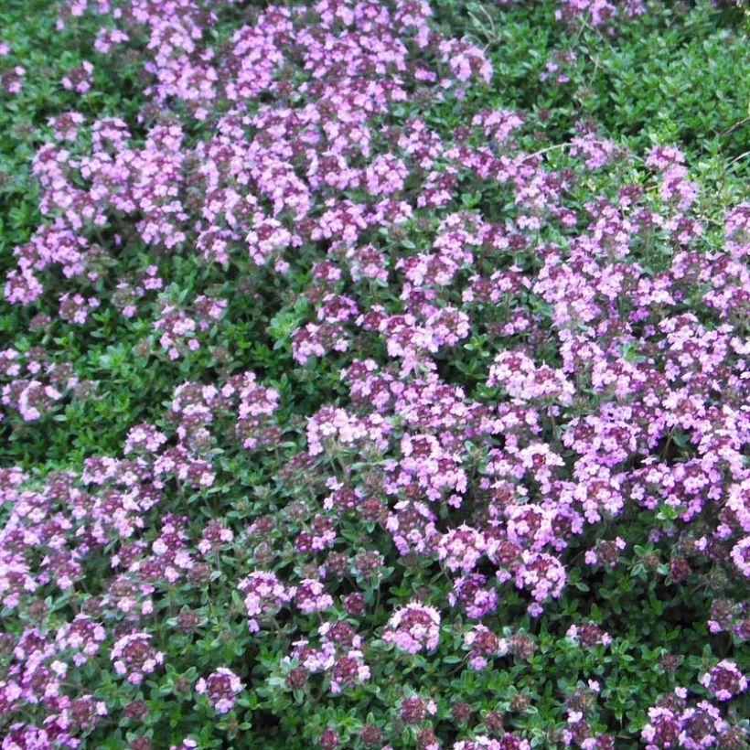 Frühblühender Thymian Coccineus - Thymus praecox (Flowering)