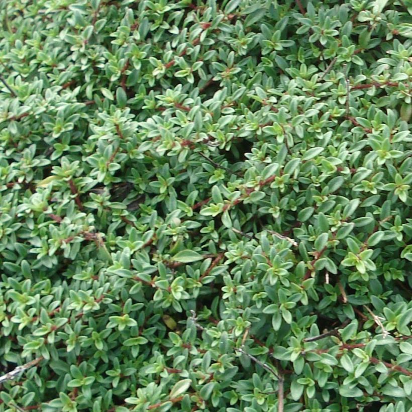 Frühblühender Thymian Purple Beauty - Thymus praecox (Foliage)