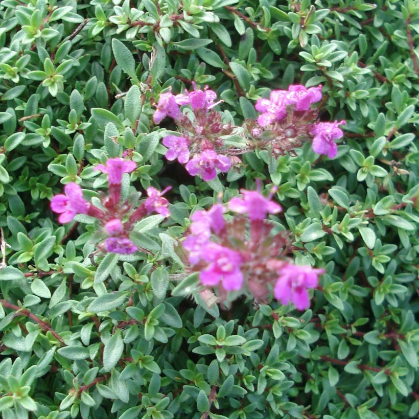 Frühblühender Thymian Purple Beauty - Thymus praecox (Flowering)