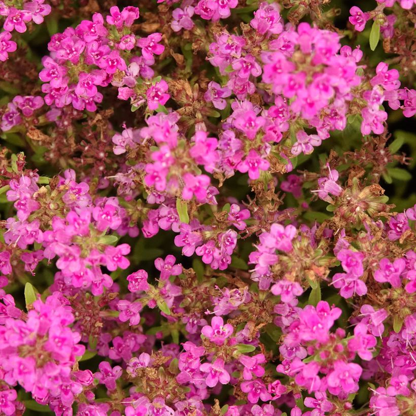 Frühblühender Thymian Purple Beauty - Thymus praecox (Blüte)