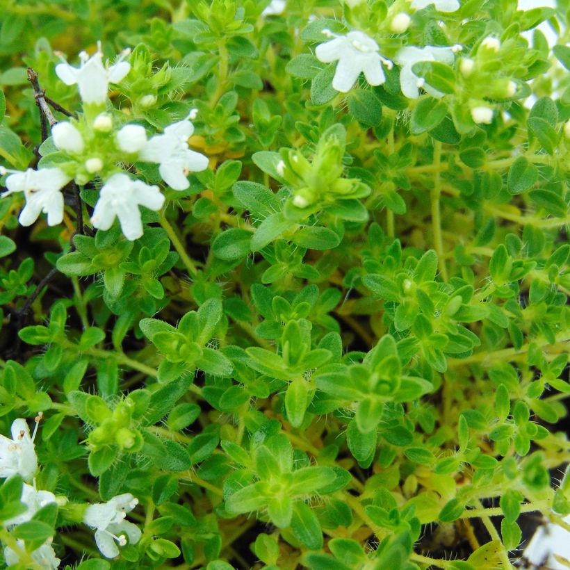 Frühblühender Thymian Albiflorus - Thymus praecox (Foliage)