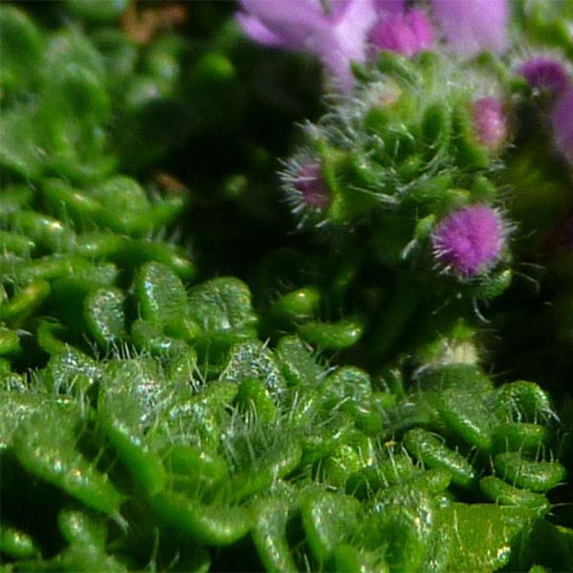 Sand-Thymian oder Feld-Thymian Elfin - Thymus serpyllum (Foliage)