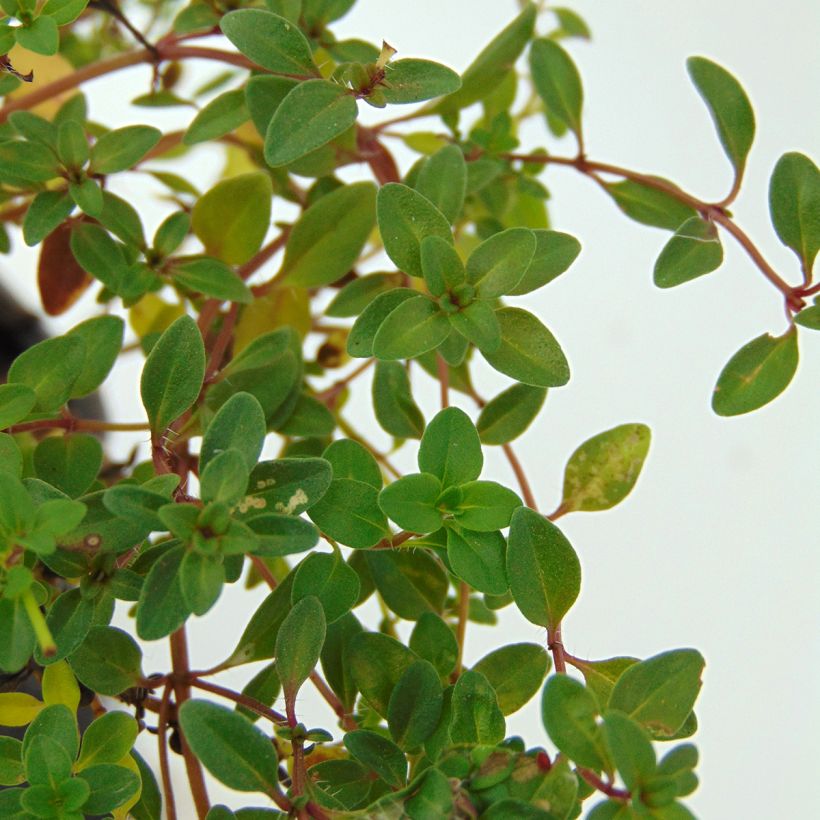 Sand-Thymian oder Feld-Thymian - Thymus serpyllum (Foliage)