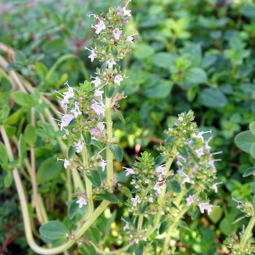 Sand-Thymian oder Feld-Thymian - Thymus serpyllum (Flowering)