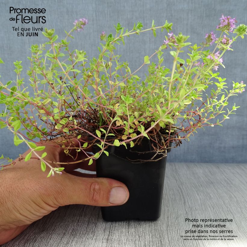 Exemplar von Sand-Thymian oder Feld-Thymian - Thymus serpyllum Kleine Töpfe von 7/8 cm wie im Sommer geliefert