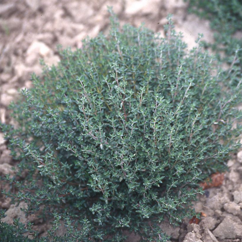 Echter Thymian Hiver - Thymus vulgaris (Plant habit)