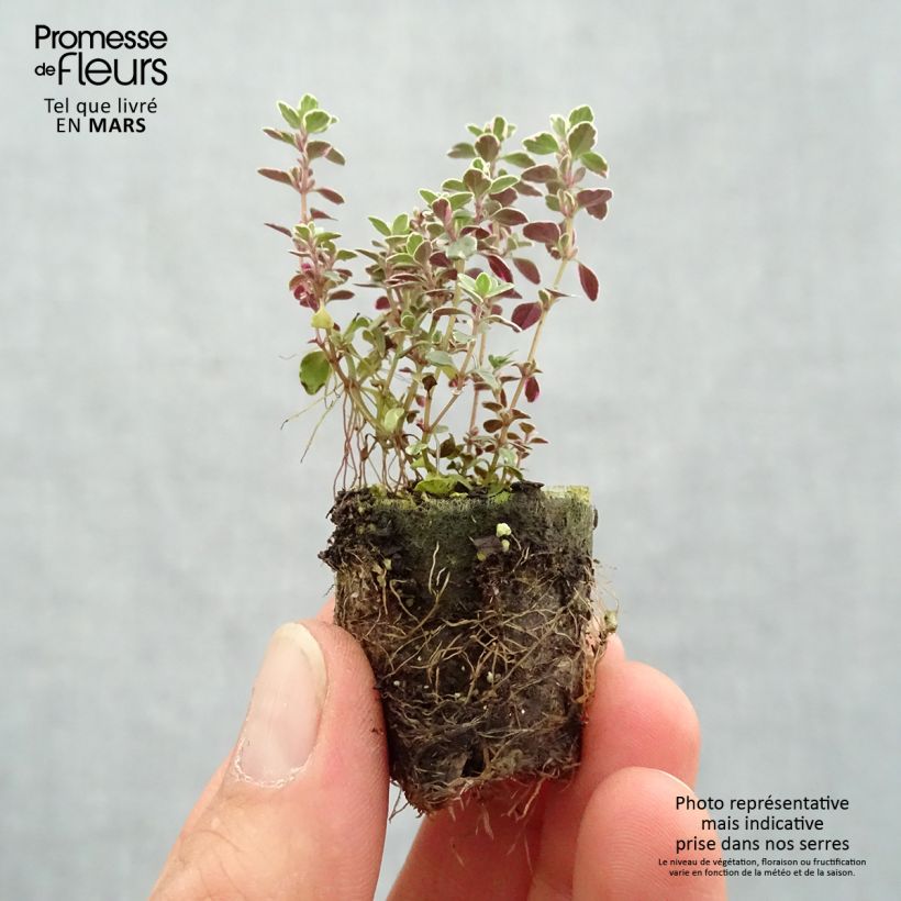 Example of Thymian Sparkling Bright - Thymus Mini-Plug Ø 3/4 cm as you get in printemps