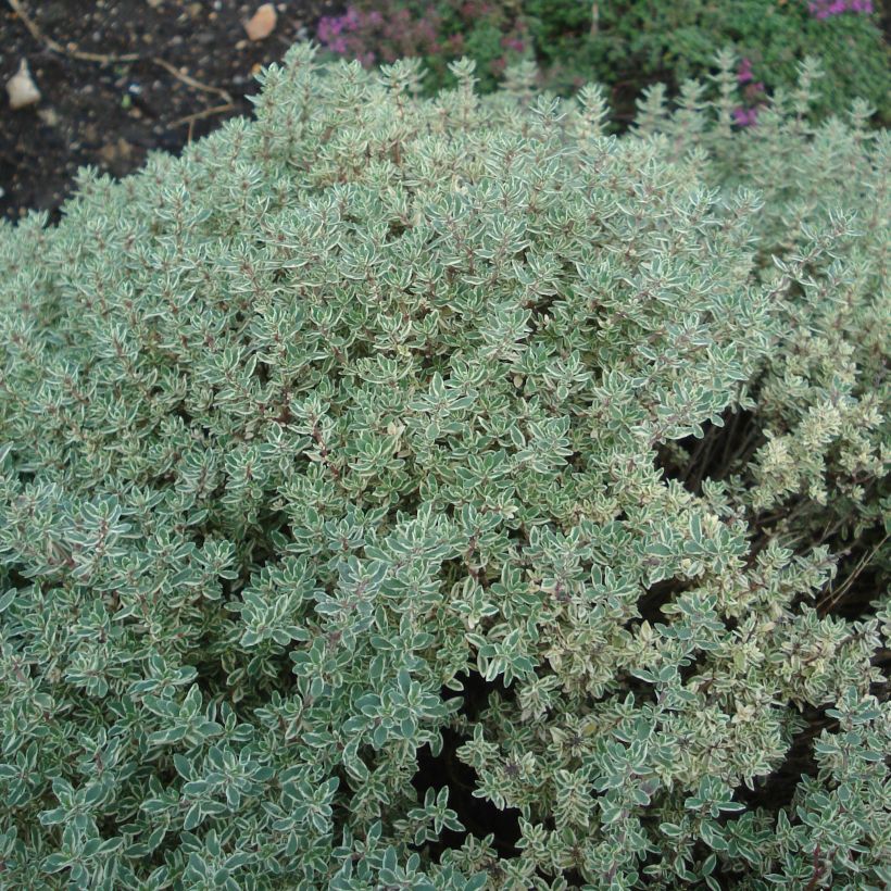 Zitronen-Thymian Silver Queen - Thymus x citriodorus (Plant habit)
