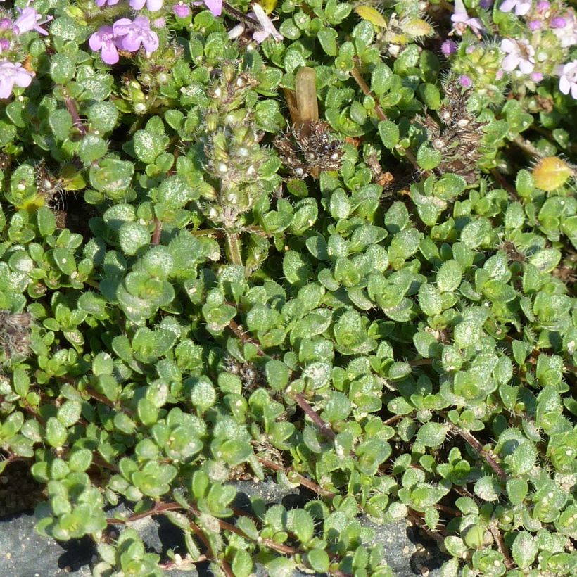 Teppichthymian - Thymus hirsutus (Foliage)