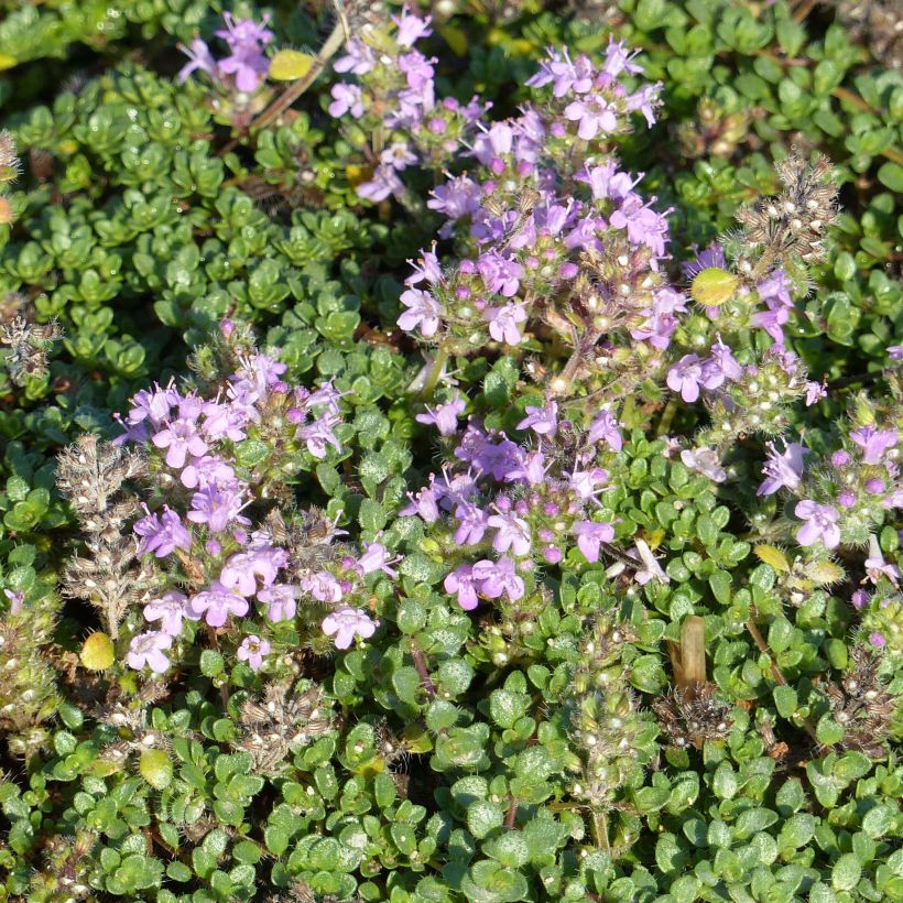 Teppichthymian - Thymus hirsutus (Flowering)