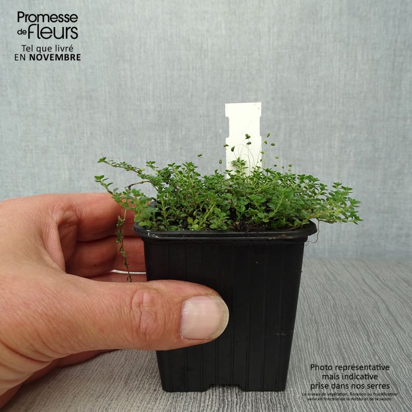 Example of Teppichthymian - Thymus hirsutus Kleine Töpfe von 8/9 cm as you get in automne