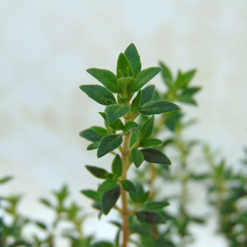 Mastix-Thymian - Thymus mastichina (Foliage)