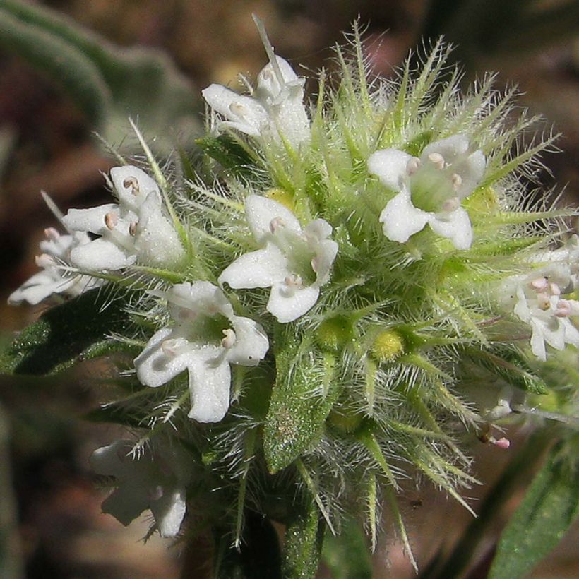 Mastix-Thymian - Thymus mastichina (Flowering)
