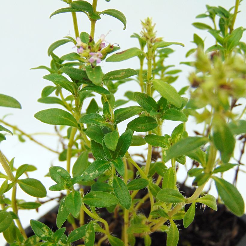 Thymian - Thymus nitens (Foliage)