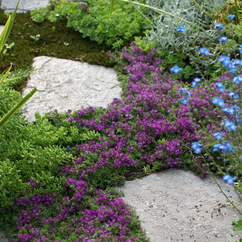 Frühblühender Thymian Bressingham - Thymus praecox (Plant habit)
