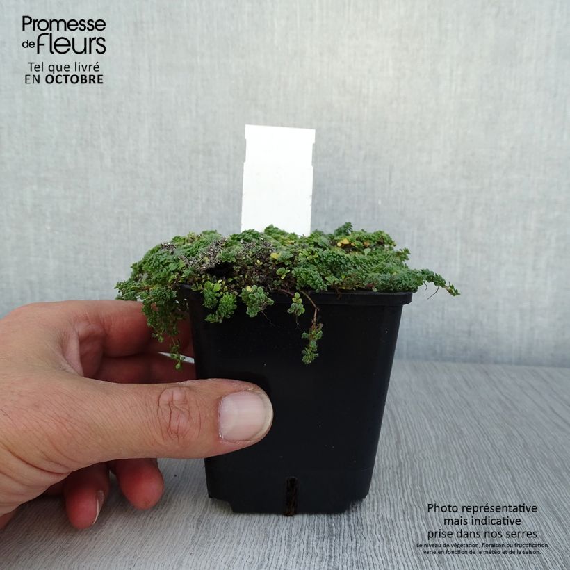 Exemplar von Frühblühender Thymian Minor - Thymus praecox Kleine Töpfe von 8/9 cm wie im Herbst geliefert