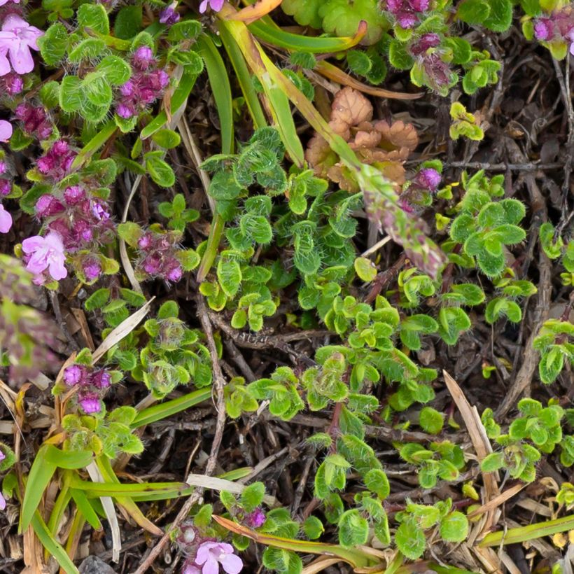 Frühblühender Thymian Minor - Thymus praecox (Foliage)