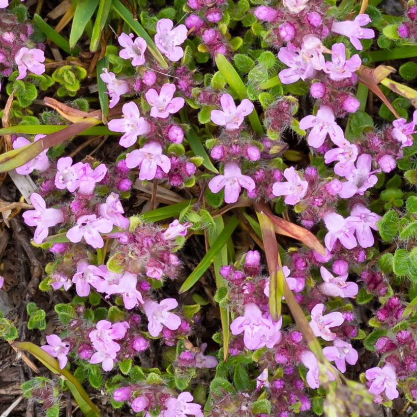 Frühblühender Thymian Minor - Thymus praecox (Flowering)