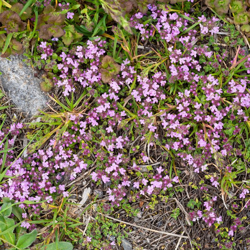 Frühblühender Thymian Minor - Thymus praecox (Plant habit)
