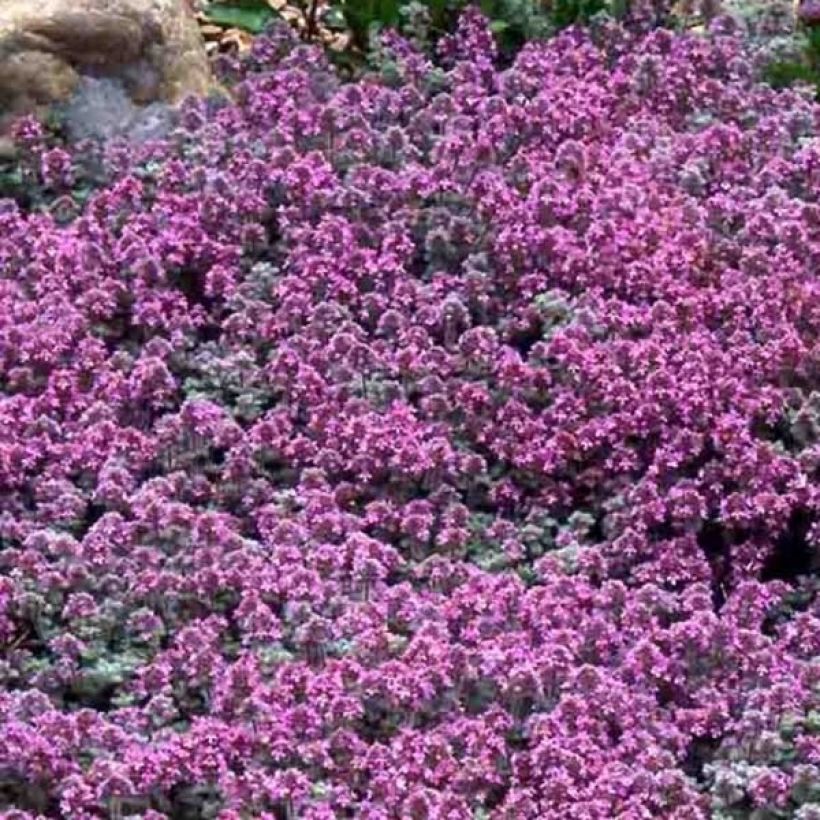Wolliger Thymian - Thymus pseudolanuginosus (Blüte)