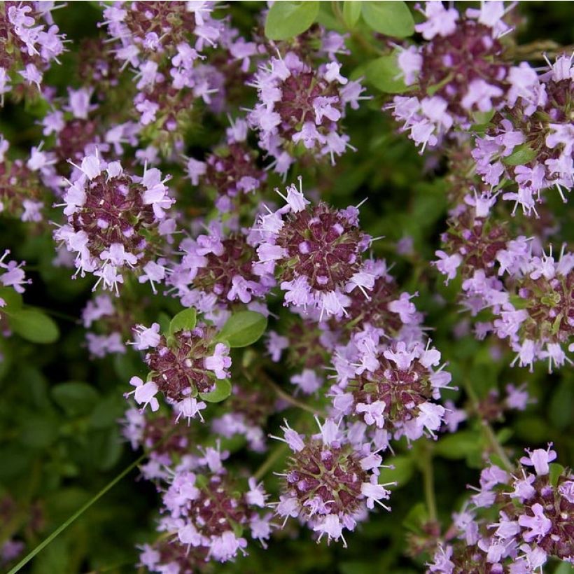 Breitblättriger Thymian Splendens - Thymus pulegioides (Flowering)